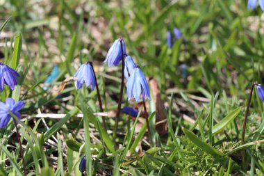 Baharın ilk zamanlarında açan mavi kardamlaları yeniden doğuşu ve kıştan sonra doğanın uyanışını simgeliyor..