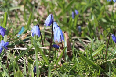 Baharın ilk zamanlarında açan mavi kardamlaları yeniden doğuşu ve kıştan sonra doğanın uyanışını simgeliyor..