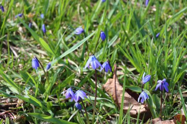 Baharın ilk zamanlarında açan mavi kardamlaları yeniden doğuşu ve kıştan sonra doğanın uyanışını simgeliyor..