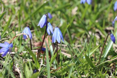 Baharın ilk zamanlarında açan mavi kardamlaları yeniden doğuşu ve kıştan sonra doğanın uyanışını simgeliyor..