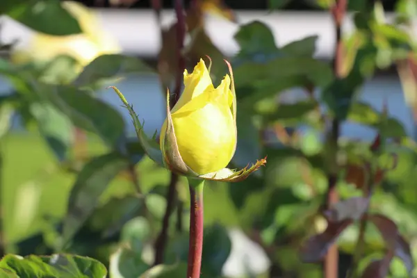 Sarı gül tamamen çiçek açmış, arkadaşlığı, neşeyi ve sıcaklığı sembolize ediyor..