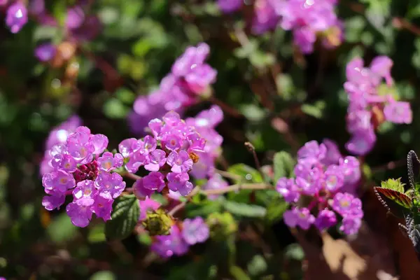 Çiçekli leylak çiçekleri, baharı, zarafeti ve doğanın narin güzelliğini simgeliyor..