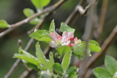 Açık büyüyen renk çiçekler yakın
