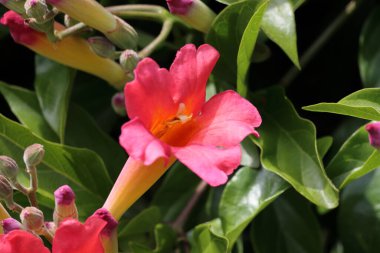 Bahçedeki kırmızı çiçek