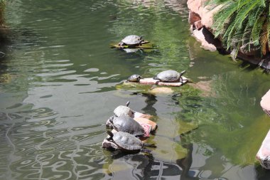 Suda bir kaplumbağa.