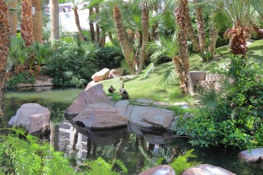 Bitkileri ve palmiyeleri olan güzel bir tropikal bahçe manzarası