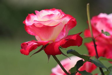 doğa kırmızı gül