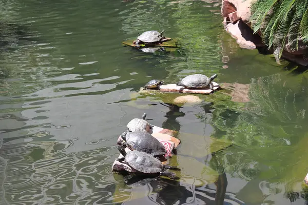 Gölde güzel bir kaplumbağa resmi.