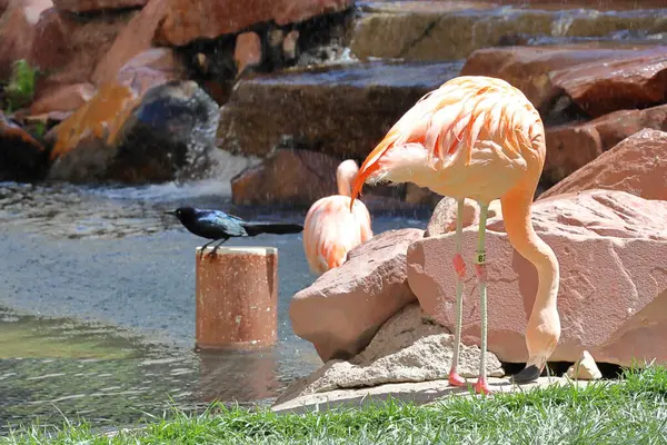 Siyah bir kuş hayvanat bahçesinde oturuyor.