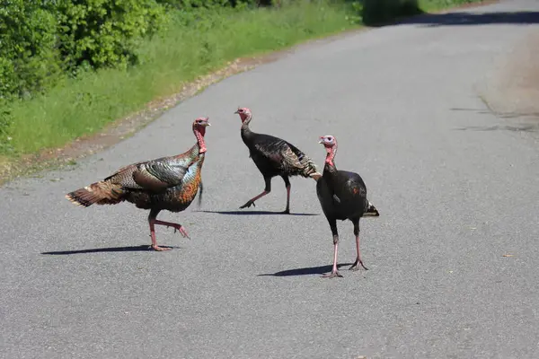 Üç hindi parkta, köyde, yazın kırsalda