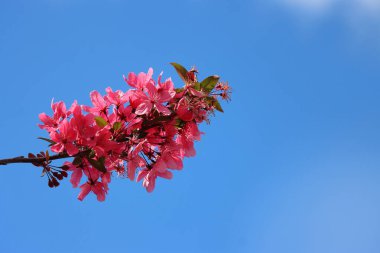 Mavi arka planda çiçek açmış kiraz ağacı