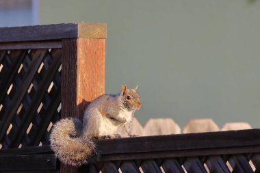 sincap tahta masada oturuyor.