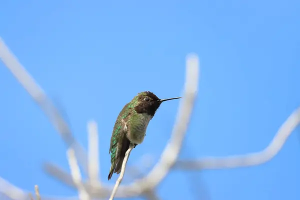 Bir ağacın dalına tünemiş mavi gözlü, boğaz yiyen (cyrcyrmerus)..