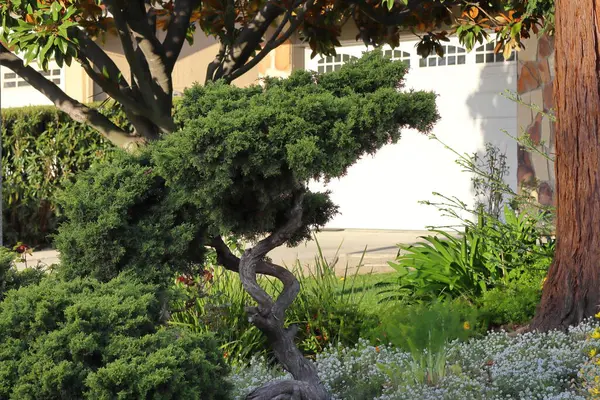 Güzel botanik fotoğrafı, doğal duvar kağıdı.