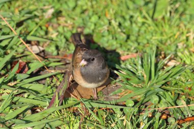 Çimenlerdeki kahverengi fare.