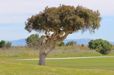 Tarlanın ortasında yeşil çimenleri olan büyük bir ağaç.