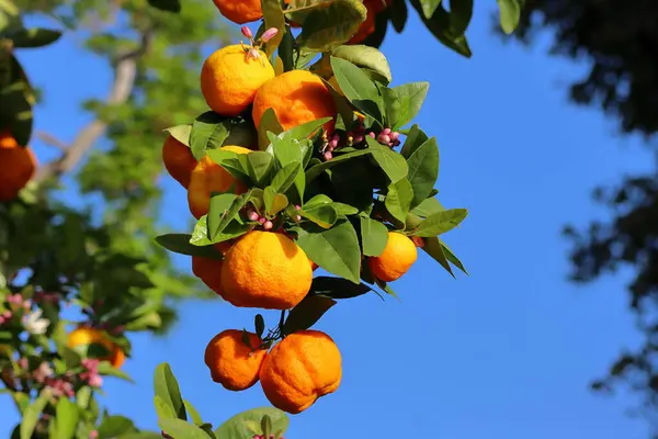 Bir ağaçta olgun mandalina