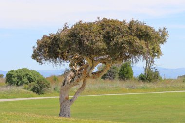 Parktaki güzel bir ağaç manzarası. San Diego, Kaliforniya, ABD 'de bir parktaki ağaç..