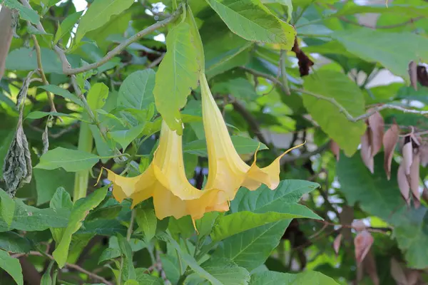 Bahçedeki sarı çiçek. Datura stramonyumu. Trompet ağacı olarak da bilinir..
