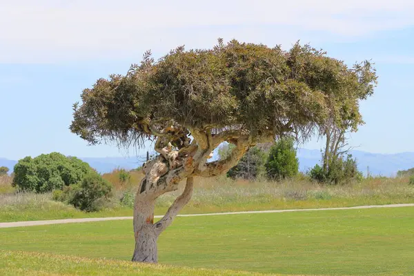 Parktaki güzel bir ağaç manzarası. San Diego, Kaliforniya, ABD 'de bir parktaki ağaç..