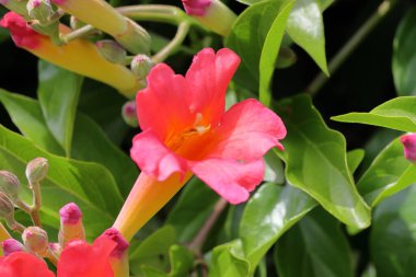 Bahçedeki güzel pembe trompet çiçeği. (Campsis stellata)