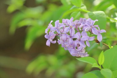 Bahçedeki güzel çiçekler