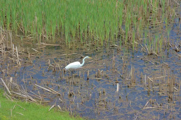 Beyaz balıkçıl (ardea alba) yeşil çimlerin üzerinde