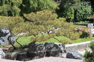 Güzel botanik fotoğrafı, doğal duvar kağıdı. Şehir parkındaki Japon bahçesindeki Bonsai ağacı..