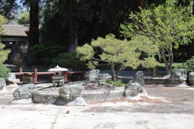 Güzel botanik fotoğrafı, doğal duvar kağıdı. Şehir parkındaki Japon bahçesindeki Bonsai ağacı..