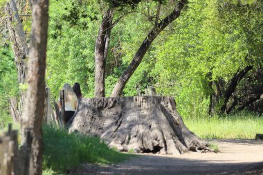 Ormandaki ahşap yol. Köprüde bir adamla ormandaki tahta köprü..