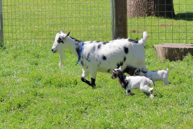 Çiftlikteki keçiler, seçici odaklanma. Çayırdaki yeşil çimlerde keçi ve bebek keçiler.