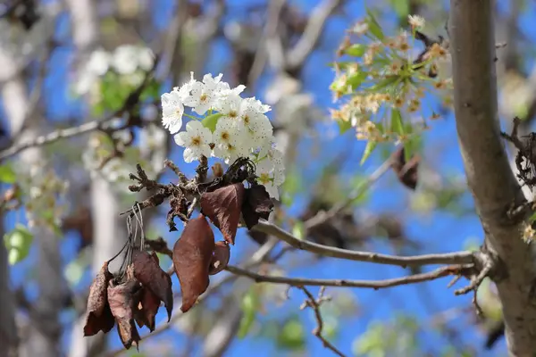 Bahçedeki ağaçta beyaz çiçekler. Baharda armut çiçeği, arka planda mavi bir gökyüzü.