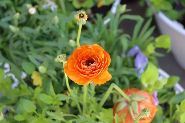 Bahçedeki güzel çiçekler. Bahçedeki portakal renkli ranunculus çiçeği, fotoğrafın yakın çekimi.