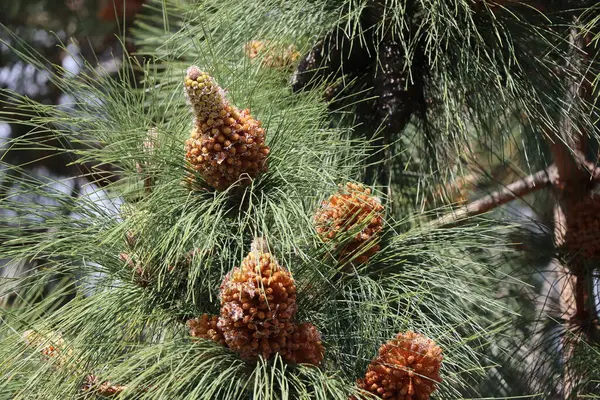Şehir parkındaki bir köknar ağacındaki kozalaklar. Parktaki bir ağaçtaki çam kozalakları. Yakın plan.