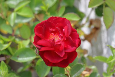 Bahçede güzel kırmızı güller