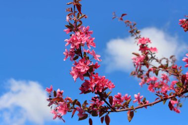 Mavi arka planda güzel pembe çiçekler