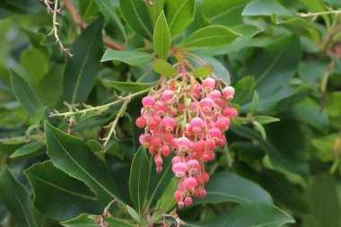 Güzel botanik fotoğrafı, doğal duvar kağıdı. Çiçekli, pembe çiçekli, yeşil yapraklı çalı.
