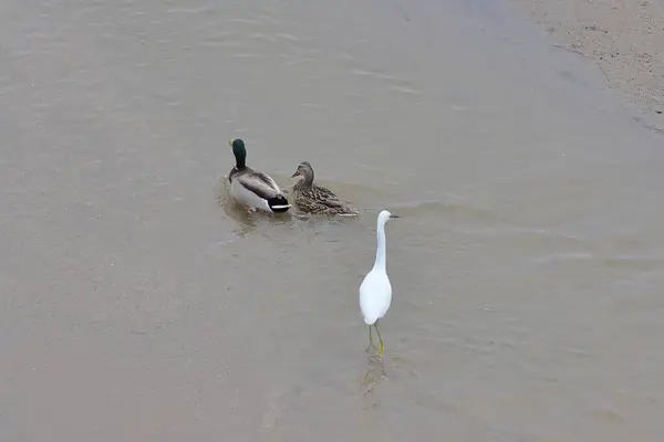 Ördek ve balıkçıl nehirde, fotoğrafa yakın çekim.