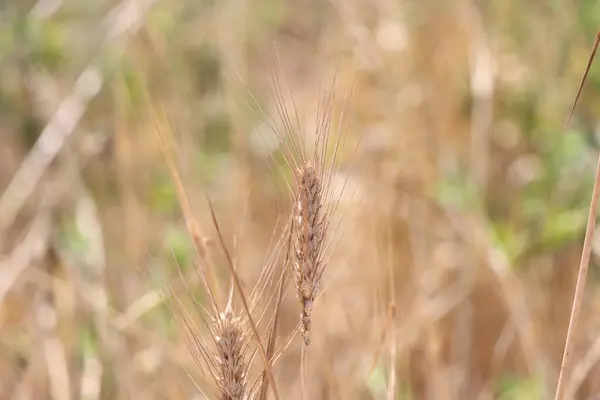 Yazın buğday tarlası. Tarlada buğday kulakları, sığ tarlalar.