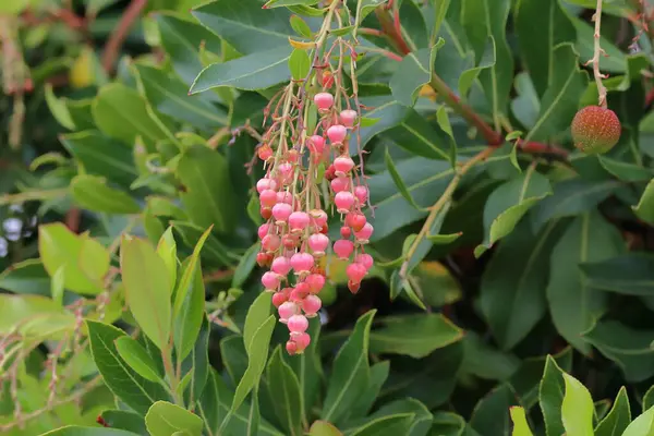 Açık havada yetişen renk çiçeklerini kapatın. Meyve ve yapraklı bir çalılığın meyveleri, yakın plan.