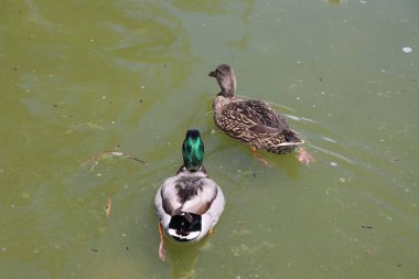 Gölde yüzen ördekler, arka plan olarak fotoğraf, dijital görüntü.