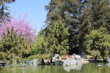 Gölün güzel bahçesi. Baharda kiraz ağaçları ve göleti olan Japon bahçesi..