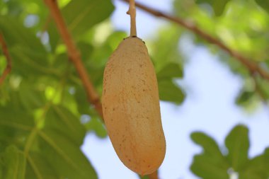 Ağaçta yeşil yapraklı acı kabak meyvesi.