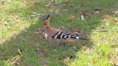 Ormandaki sevimli bir kuşun yakın plan fotoğrafı.