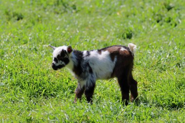 Otlakta küçük bir keçi