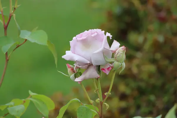 Bahçedeki güzel çiçekler. Pembe ve beyaz gül güneşli bir yaz gününde bir bahçede..