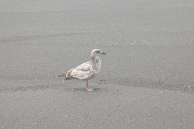Kışın sahilde martı, fotoğrafa yakın çekim.