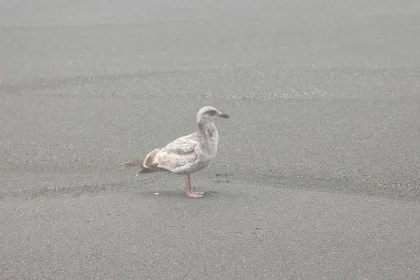 Kışın sahilde martı, fotoğrafa yakın çekim.