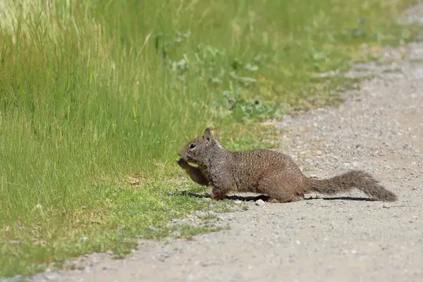 Gri sincap (Sciurus carolinensis) Squirrel Yellowstone Ulusal Parkı 'nda yol kenarında.
