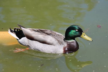Suda yüzen bir ördek. Mallard Duck. Anas Platyrhynchos. Kaliforniya mı? ABD.